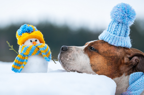 Keep Fido's Paws Happy This Winter with This Easy DIY Paw Balm