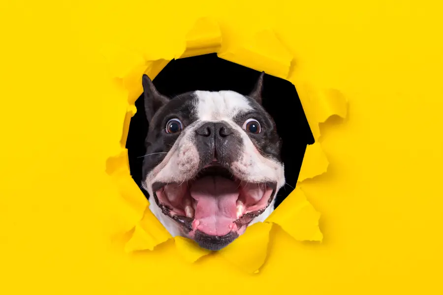 Canceling Your BarkBox Subscription: The User-friendly Guide