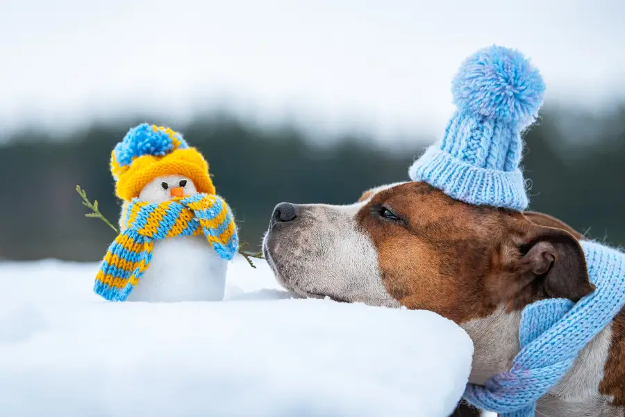 Keep Fido's Paws Happy This Winter with This Easy DIY Paw Balm